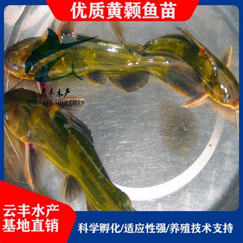 黑河观赏鱼市场今天他满月到家庆生 - 红魔王银版鱼 - 广州观赏鱼批发市场