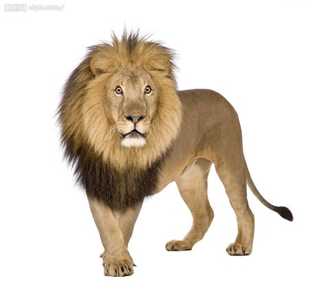 非洲雄狮高清图片下载-正版图片501247566-摄图网