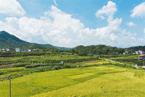 浙江仙居：金色田园 生态乡村