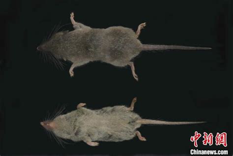 安徽黄山发现两个哺乳类新物种 体型酷似老鼠但又不是老鼠|安徽|黄山-社会资讯-川北在线