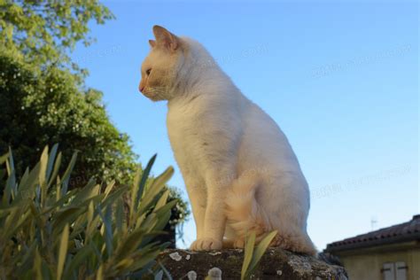 白色小奶猫火遍全网，网友惊呼：这是什么神仙颜值，萌晕了|小奶猫|猫|神仙_新浪新闻