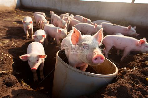 养殖的小猪高清图片下载-正版图片600541922-摄图网