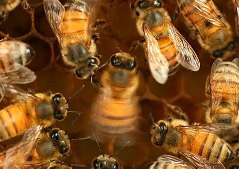 蜜蜂是怎么酿蜜的？ - 新手养蜂 - 酷蜜蜂