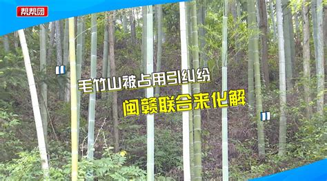 毛占图片