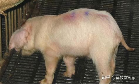 猪链球菌症状图片