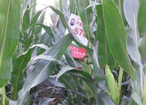 我院“国审玉米新品种郑单1002”现场观摩会在鹤壁召开 - 河南省农业科学院