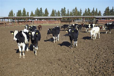 全民养牛互联网共享养殖打破传统单一养殖模式-国际在线