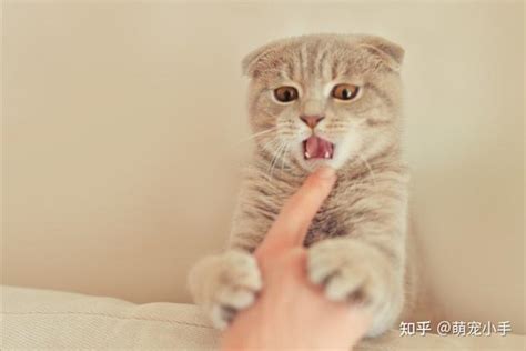 猫咪求抚摸却突然咬你？其实它翻脸是有预兆的