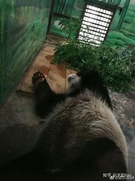 武汉大熊猫被虐待你怎么看？ - 知乎