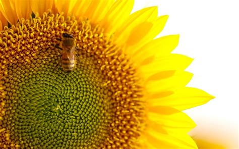 科学网—向日葵为什么向太阳转？ - 廖景平的博文