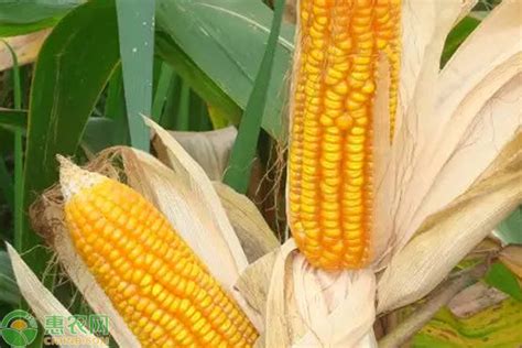 紫杆909玉米品种,深马齿型玉米品种,特大穗超高产玉米品种_大山谷图库