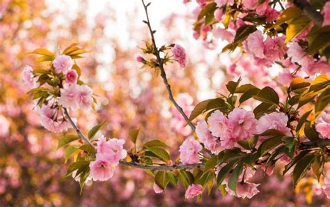 春色满园，吕田镇这里的桃花灼灼盛放