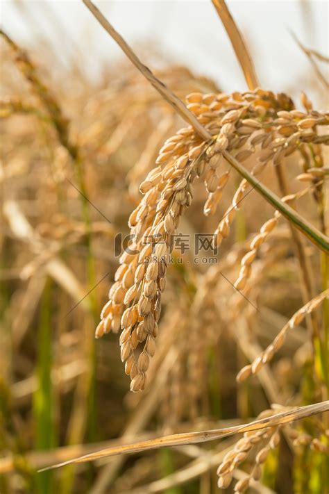 秋天的水稻高清图片下载-正版图片500665224-摄图网