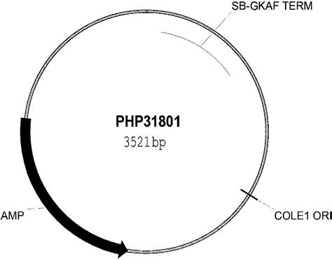 毕赤酵母截短 PGK1 启动子与不同终止子组合调控外源基因表达