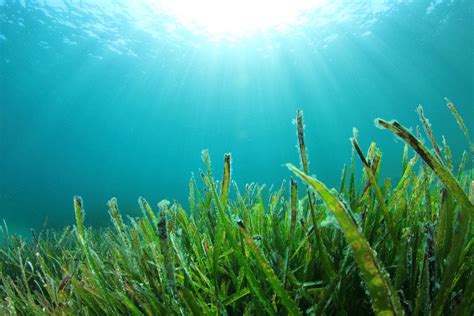 海洋财富网专题报道:小海藻大产业，打造海藻业跨国航母一一青岛聚大洋藻业集团侧记 - 海洋财富网