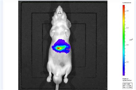 适用于微创消融治疗研究的小鼠胰腺癌原位模型建立方法及比较