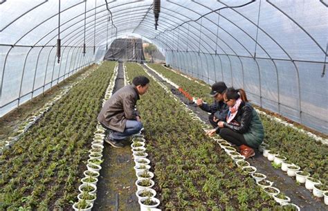中草药与食用菌栽培技术推广-----戴梨园村丹参栽培技术推广子项目