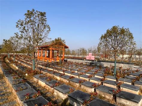 学做”活动】紫金乡多项措施推进乡村公益性公墓绿色生态葬