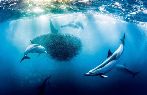 海洋“盛宴” 中国摄影师直击沙丁鱼大迁徙 | 中国国家地理网
