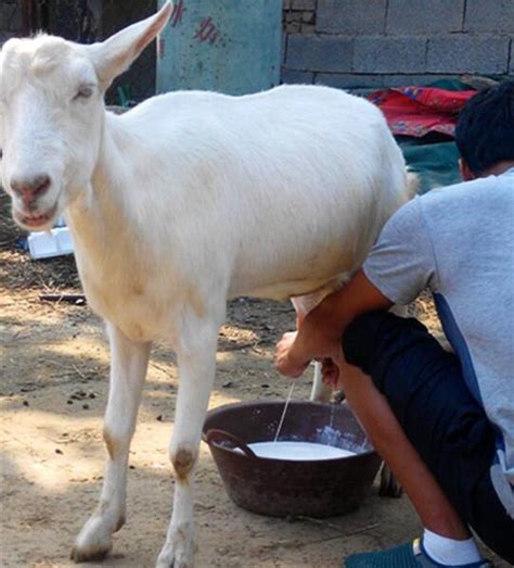 现在一只产奶 8斤的 奶山羊多少钱 萨能奶山羊 价格-阿里巴巴