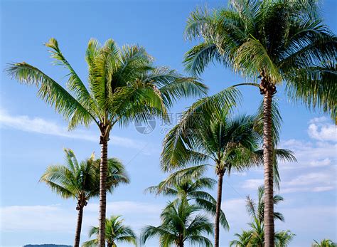 棕榈的图片,棕榈图片大全_中华康网