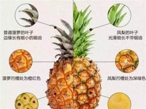 菠萝的功效与作用及禁忌有哪些（菠萝虽然美味，但是不能乱吃，关于菠萝的吃法以及禁忌你都知道吗） | 说明书网
