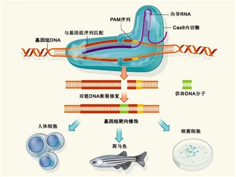 CRISPR/Cas9基因编辑器及其原理简介 - 优宝生物
