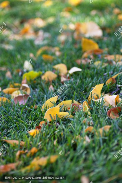 秋天的草地和落叶,森林植被,自然风景,摄影素材,汇图网www.huitu.com