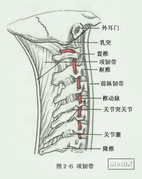 棘上韧带位置图图片