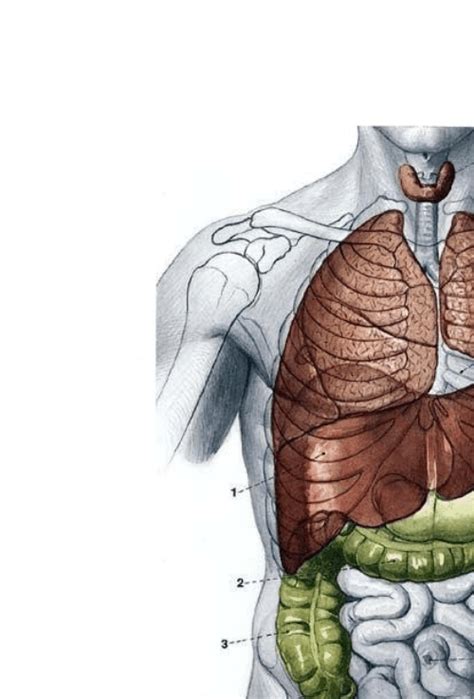 3D人体器官内脏神经心脏泌尿医学解剖C4D/maya模型FBX通用MAX素材_虎窝淘