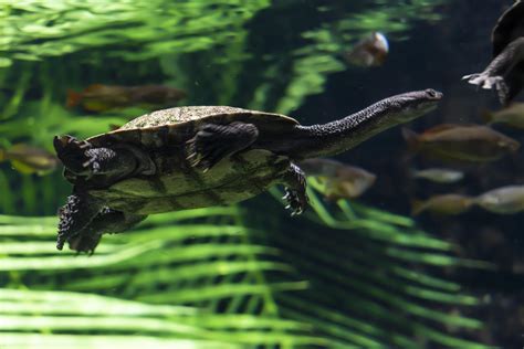 动物游泳乌龟龟环境水下的野生动物海洋爬虫图片 - Canva可画