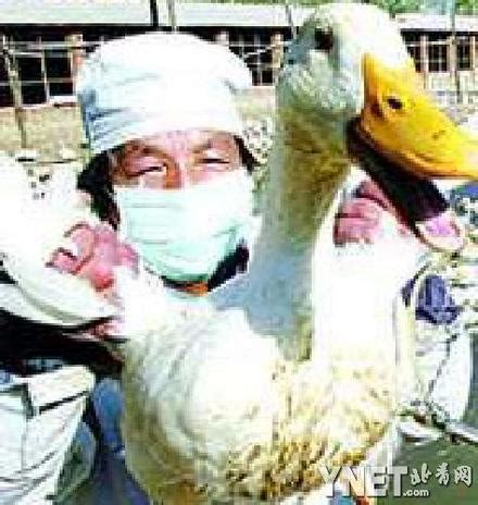小鸭防疫禽流感(组图)-搜狐新闻中心