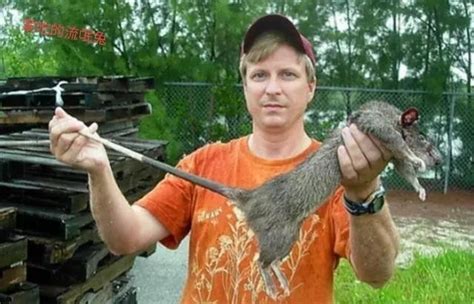 瑞典的松兹瓦尔市发现巨型老鼠 - 神秘的地球 科学|自然|地理|探索