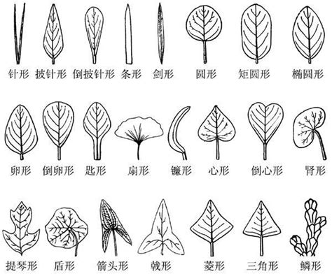 树叶种类形状及名称,各种树叶的形状及名称,各种树叶图片及树名称_大山谷图库