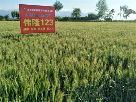 小麦产品_核心产品_河南金苑种业股份有限公司