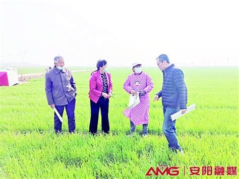 安阳市农科院小麦研究所团队到广润坡开展科技下乡服务 - 安阳新闻网