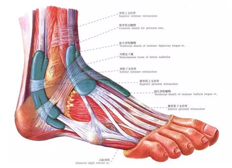 足踝运动损伤是什么？ | 南京复见运动医学康复诊所