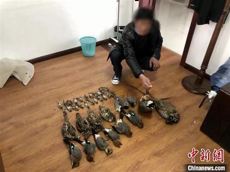 黑龙江一“嘴馋”村民偷猎37只野生鸟类被查处__凤凰网