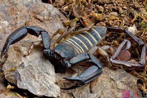 【蝎子常识】 黑粗尾蝎宠物蝎子养殖方法_蝎子养殖网