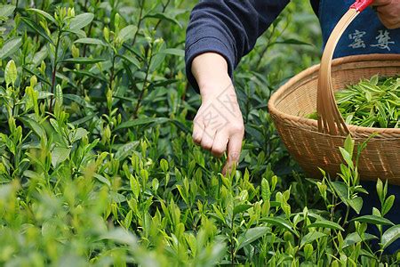 青茶十大品种，青茶品种及产地 - 风在香茶网