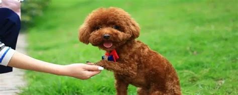 泰迪犬专业训练-上海爱家宠物学校有限公司-