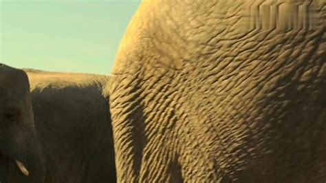 大象的繁殖方式让人感觉不可思议，涨见识了