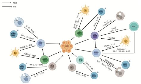 Thermo-值得收藏的T细胞marker指南 - 诺扬生物