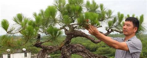 五针松盆景后期究竟如何养护-中国木业网
