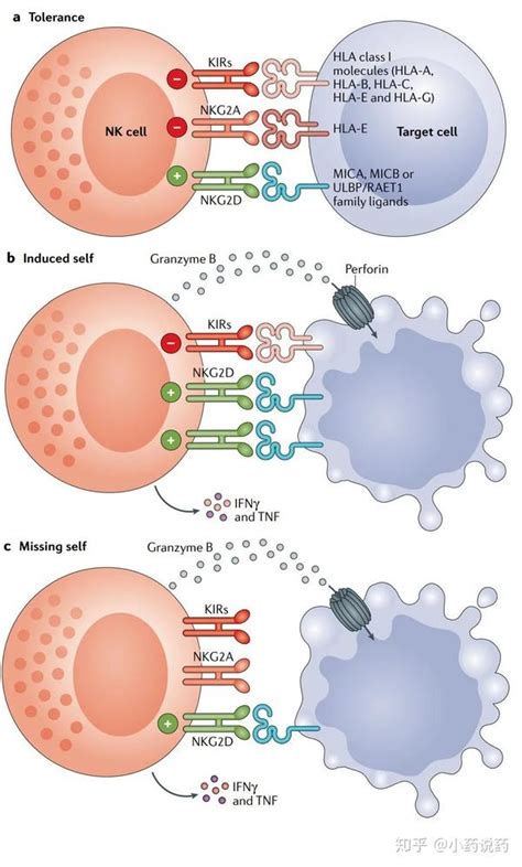 同时激活T细胞和NK细胞，这个免疫靶点有望引领免疫治疗下一个十年_澎湃号·湃客_澎湃新闻-The Paper
