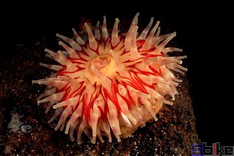 海底美丽的海葵高清图片下载-正版图片600444206-摄图网