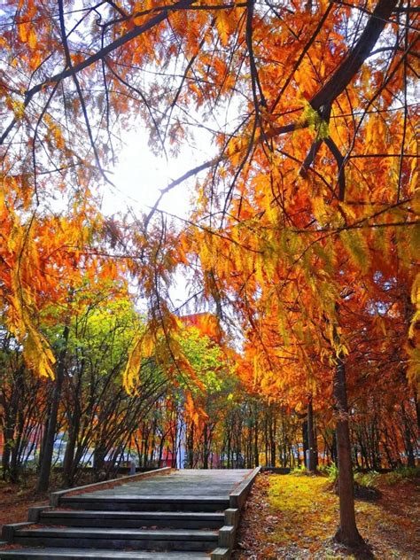 【秋天的童话-上海豫园秋色摄影图片】风光摄影_太平洋电脑网摄影部落
