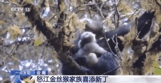 缅甸（怒江）金丝猴被列入IUCN2025-2026全世界最濒危的25种灵长类名录-中国动物学会灵长类学分会