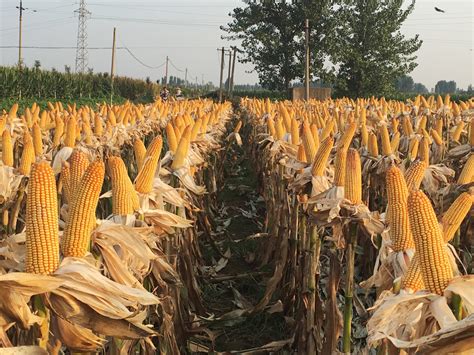 排名前十的高产玉米种子 - 惠农网