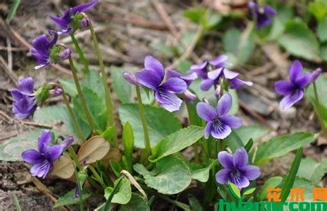 紫花地丁-长湖生态